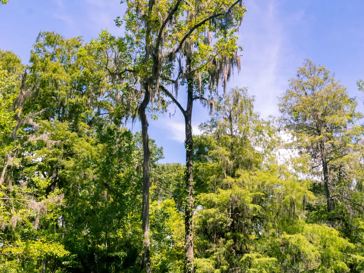Cypress Springs