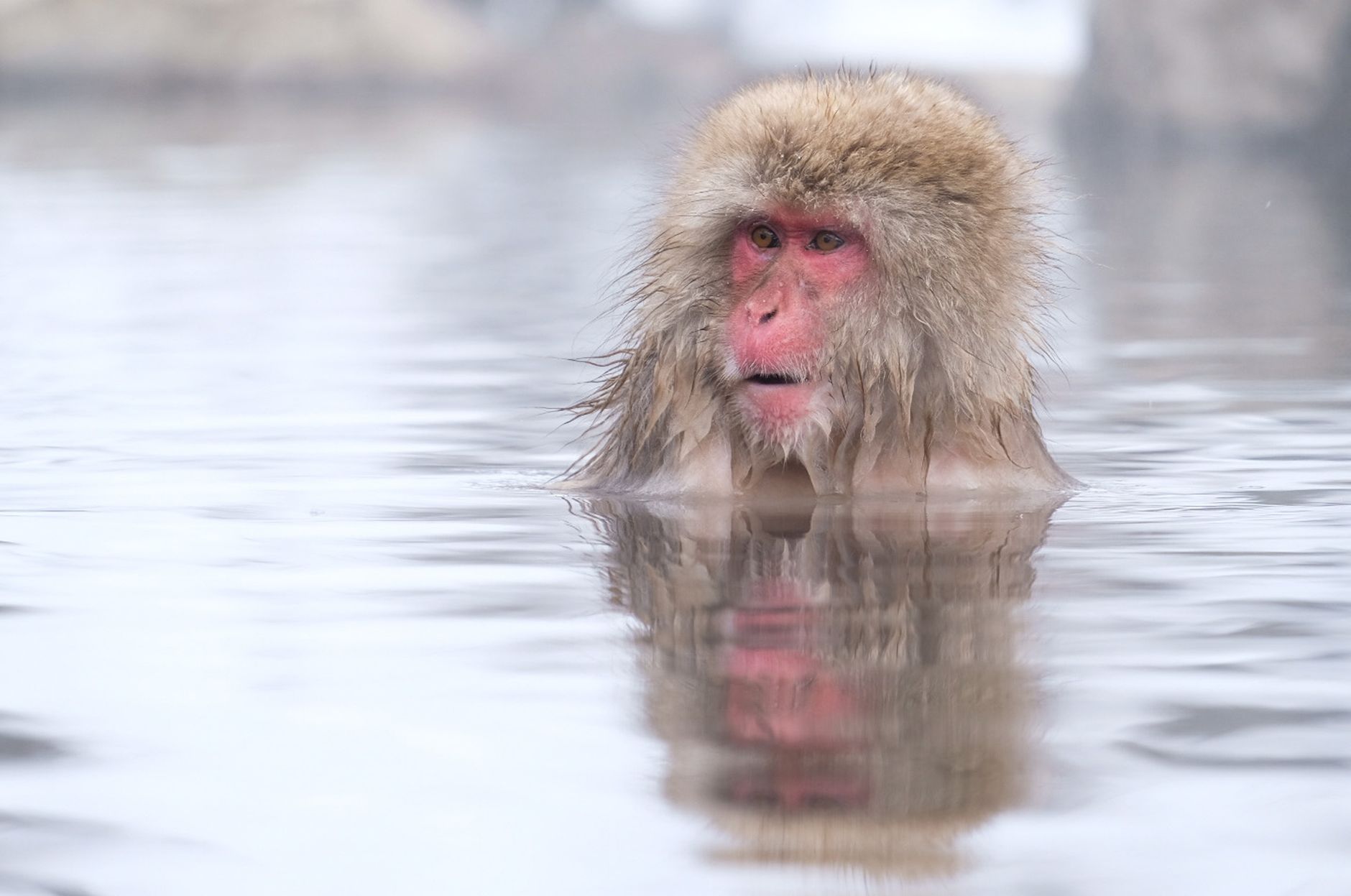 Jigokudani Monkey Spa