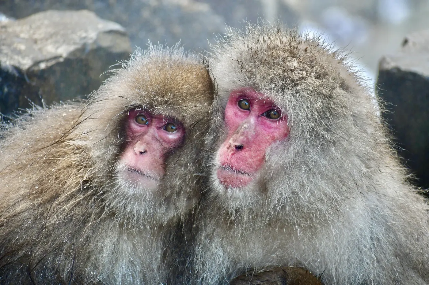 Jigokudani Monkey Park