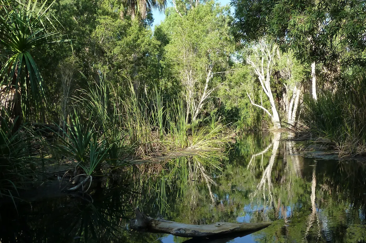 Mataranka Thermal Pools & Bitter Spring