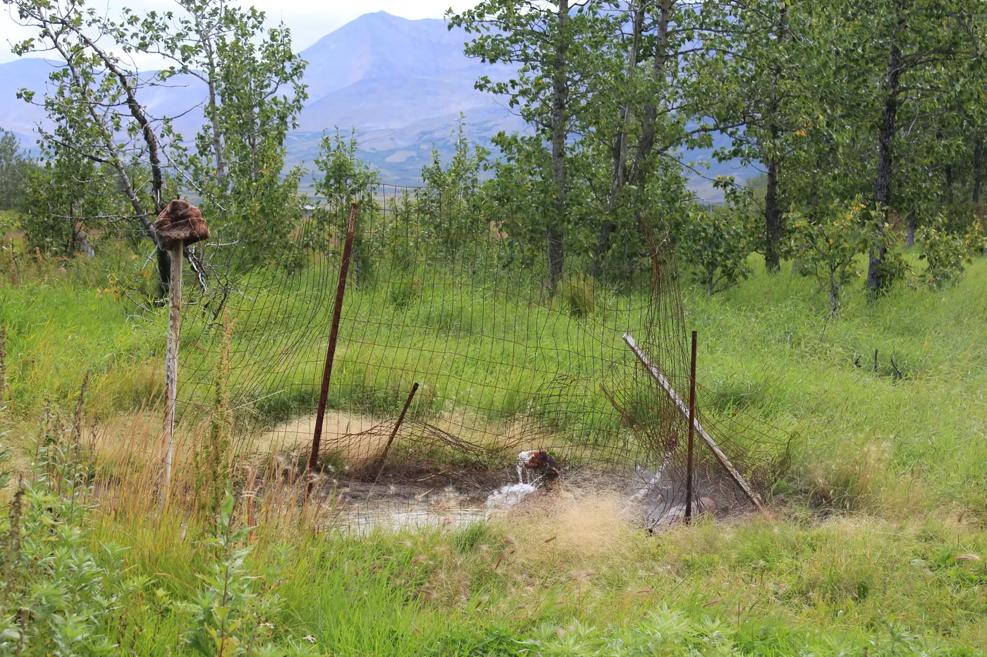 Pilgrim Hot Springs