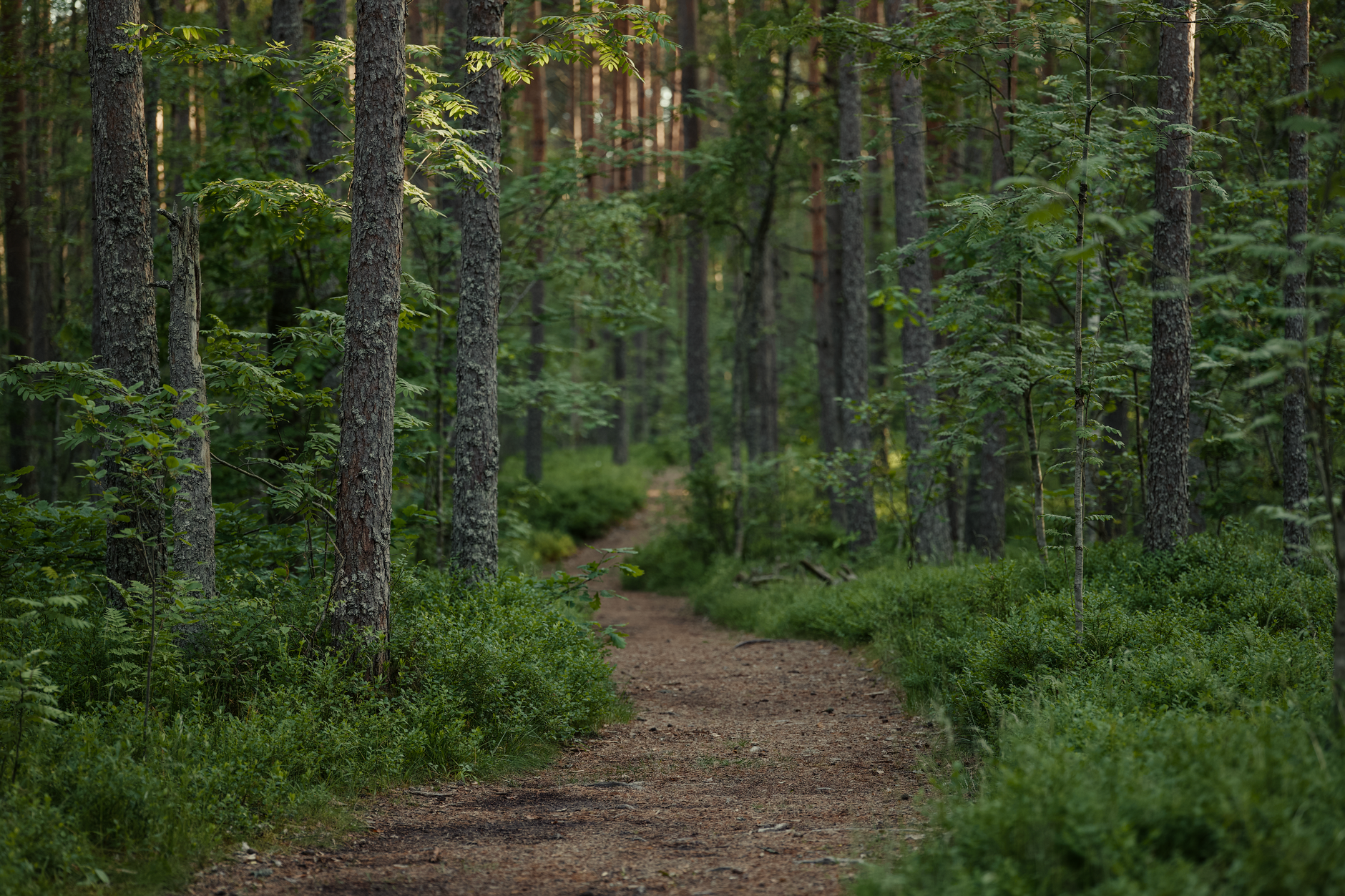 Shinrin-yoku — Forest Bathing