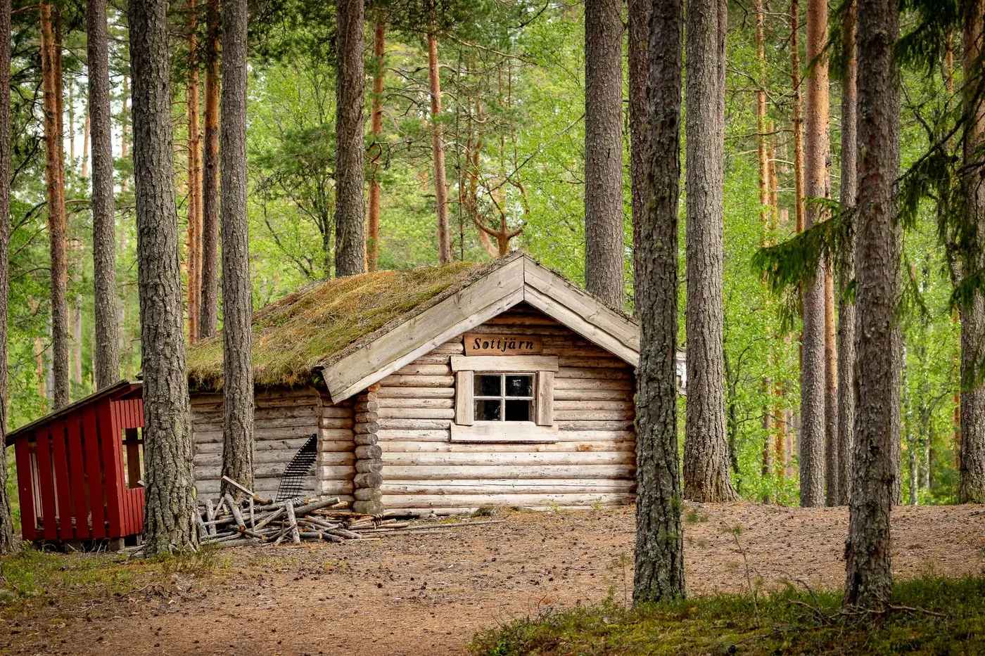 Stedsans in the Woods