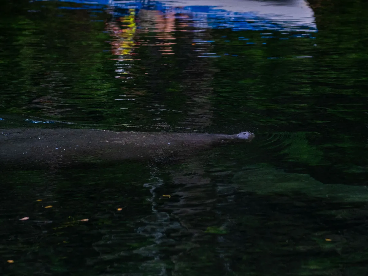 Weeki Wachee Springs State Park